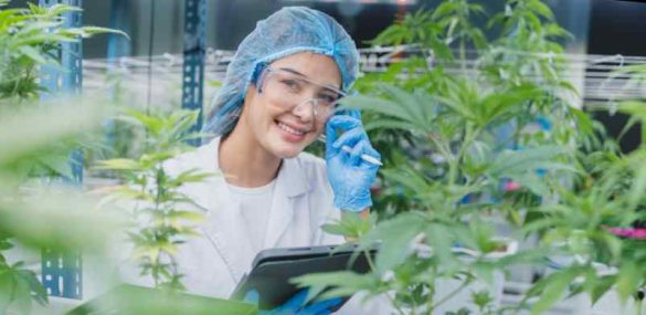 Quelles sont les meilleures gélules de CBD à adopter ?